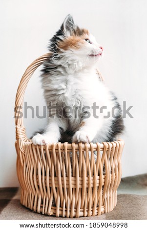 red-white-black kitten sits comfortably in a basket on a blanket