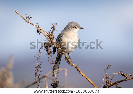 A closeup of a northern mockingbird on a branch in a field under the sunlight with a blurry background