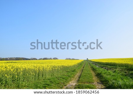 Dirt road in a blooming rapeseed field