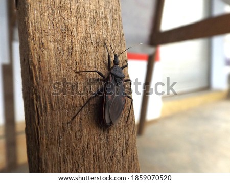 itchy black kissing bugs itchy