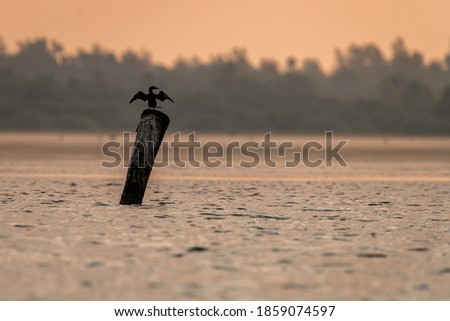 Cormorant bird in middle of ocean