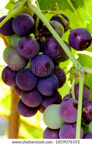 pictured in the photo ripening grape clusters on the vine