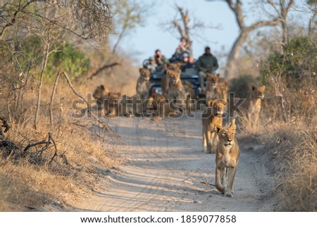 A Lioness leading her pride down the road, being followed by a vehicle with tourists, on an African safari. Royalty-Free Stock Photo #1859077858