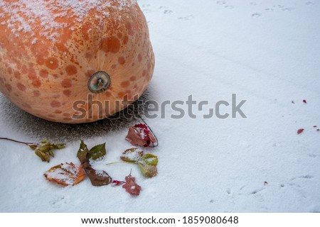 A huge orange pumpkin lies on a snow-covered background among fallen autumn leaves. Space for text.