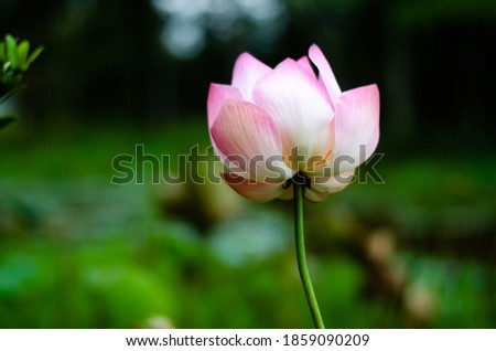 The picture of a blooming pink lotus with the evening light.