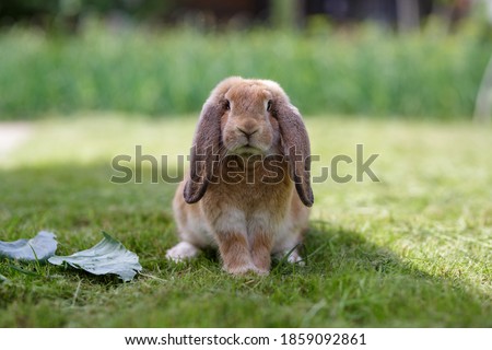 Cute brown french lop rabbit sitting on the meadow. Brown bunny sitting on the grass in a summer day. Animal portrait on a green background in sunny day. Royalty-Free Stock Photo #1859092861