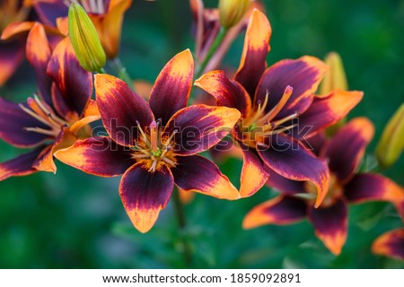 Multicolor garden lilies macro photography on a green background. Colorful day lily flowers close up photo in a summer day. Royalty-Free Stock Photo #1859092891