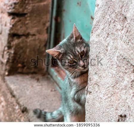 Gray cat hiding behind a stone wall