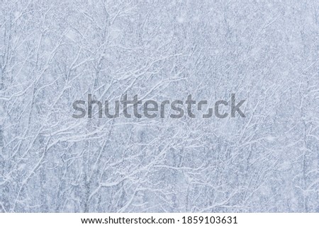 Background of Trees covered with fluffy snow in winter
