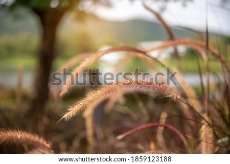 select focus of  flower grass and blurred landscape on sunrise background in the morning