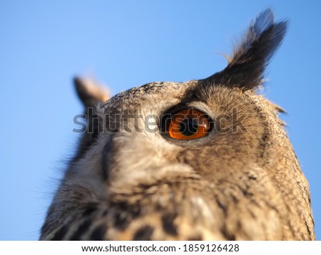 Close-up portrait of an owl head against a blue sky.