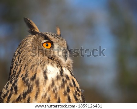 Close-up portrait of an owl's head.