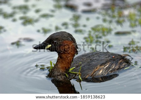 Little Grebe (Tachybaptus ruficollis) Adult swimming on pond through pond weed.