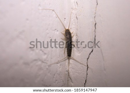 Closeup of a Silverfish insect at home. insect pest control.