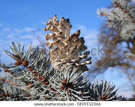 winter background with brach of a pine tree