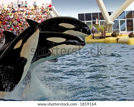Three orca whales in the seaworld Royalty-Free Stock Photo #1859164