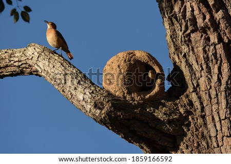 Pantanal. Mato Grosso. Brazil. 24 June 2016. Rufous Hornero nest. Furnarius rufus. Royalty-Free Stock Photo #1859166592