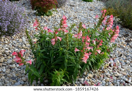 ornamental flower bed above the stone wall by the summer terrace. mulched by a duck. blooming bell and catmint. bright stones and low fragrant herbs bloom long until November like in the Mediterranean Royalty-Free Stock Photo #1859167426