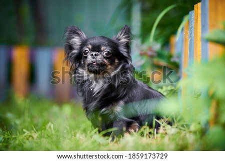 Chihuahua puppy, little dog in garden. Cute small doggy on grass. Long haired chihuahua breed.
