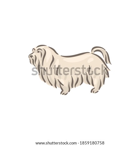Cute dog Maltese breed pedigree vector illustration 