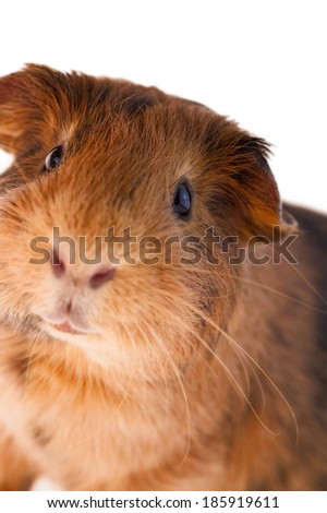 This is a picture of a brown and red guinea pig taken with a white background.