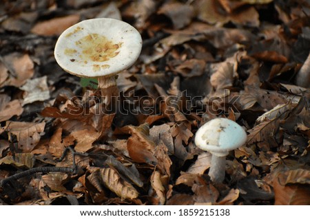 Autumn fungi in Epping Forest
