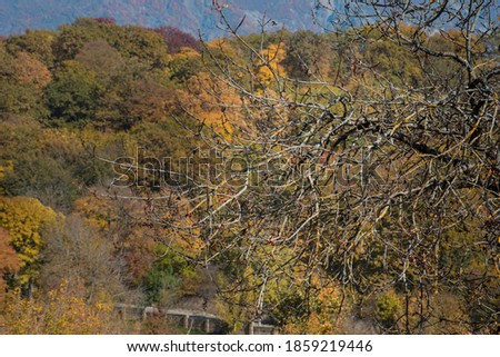 Amazing view with colorful autumn forest . Beautiful trees in fall season. Azerbaijan Nature
