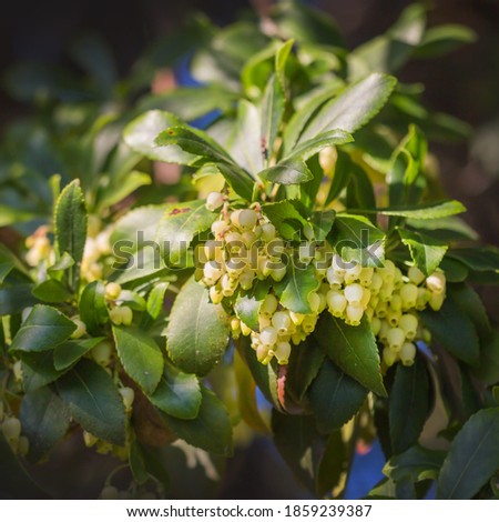 Arbousier (Arbutus unedo), the strawberry tree - small tree in the flowering plant family Ericaceae