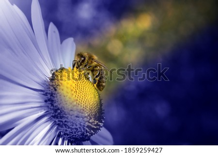 Close up View of a bee on white yellow flower with blurred background and blue toning. Color of the Year 2020, blue panton