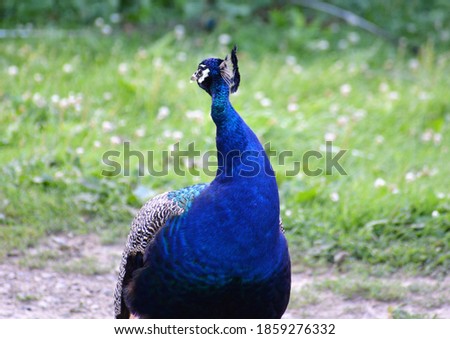Peafowl is a common name for three bird species in the genera Pavo and Afropavo of the family Phasianidae, the pheasants and their allies.