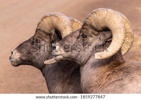 Big Horn Sheep in Waterton Canyon Colorado Royalty-Free Stock Photo #1859277847
