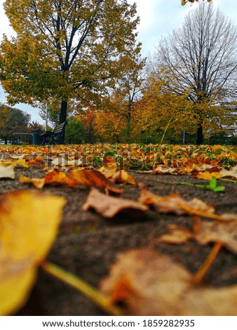 Leaves on the ground and autumn landscape