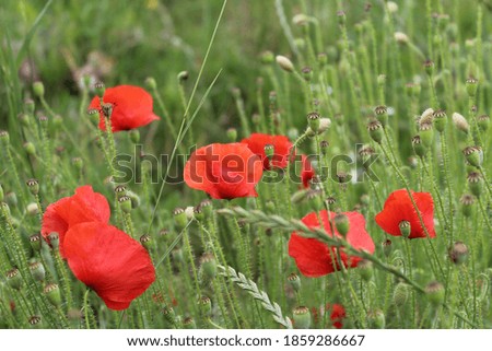 Beautiful poppies in a field of wild flowers