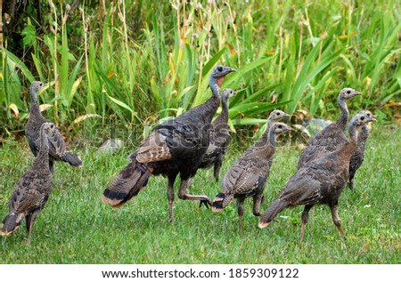 The wild turkey (Meleagris gallopavo) is an upland ground bird native to North America and is the heaviest member of the diverse Galliformes. Royalty-Free Stock Photo #1859309122