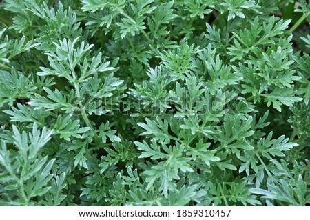 Bitter wormwood (Artemisia absinthium) bush grows in the wild Royalty-Free Stock Photo #1859310457