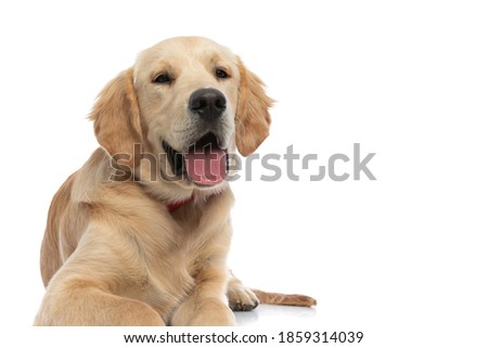 happy golden retriever dog looking at the camera with his tongue out, lying down and wearing a red bowtie