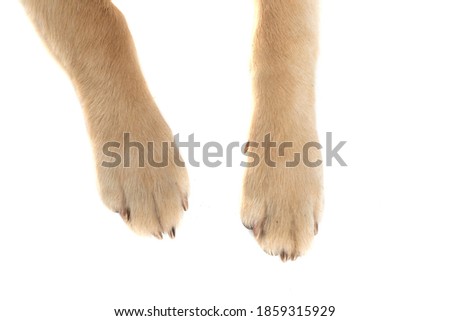 golden retriever dog showing his two legs at the camera in close up view against white studio background Royalty-Free Stock Photo #1859315929