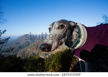 Greyhound in a beautiful scenery