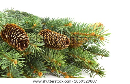 Spruce branch with cones isolated on white background. Copy space.