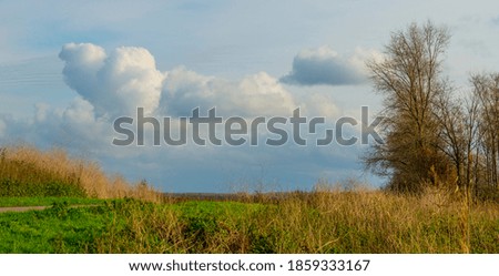 Trees in autumn colors in a forest wetland under a cloudy sky in sunlight at fall, Almere, Flevoland, The Netherlands, November 22, 2020