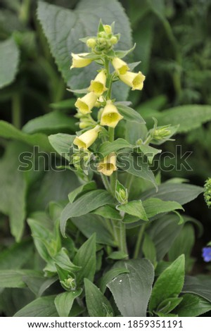Large yellow foxglove (Digitalis grandiflora) Carillon bloom in a garden in May Royalty-Free Stock Photo #1859351191