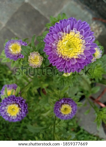 The Aster is a unique daisy-like wildflower that's known for its star-shaped flower head. Aster meanings include love and wisdom. 