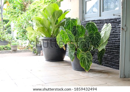Close up view of green Kuping Gajah or Elephan Ear or anthurium clarinervium with soft blurry background and selective focus in a pot in a terrace of a house Royalty-Free Stock Photo #1859432494