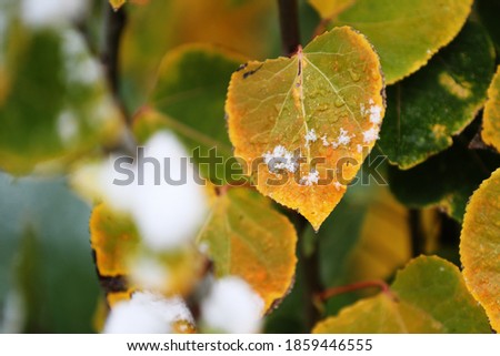 Close up Macro Shot of a Beautiful Aspen Leaf During Snow Fall