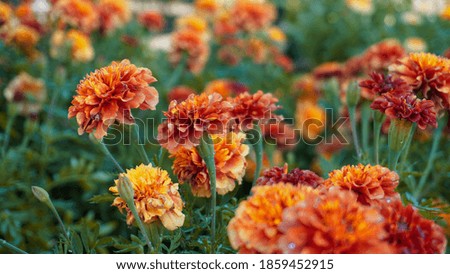 photo of artistic calendula flowers in the garden