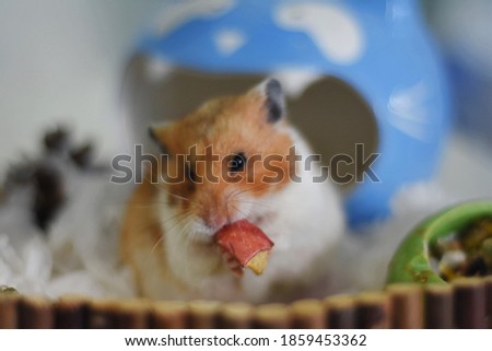 Cute Fluffy Exotic Young Orange White Syrian Golden Hamster Human pet friend Taking Care Mercy Domestic Animal Concept