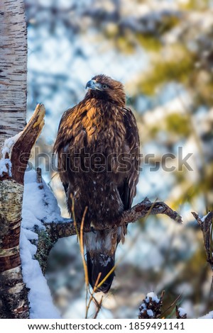 White-tailed eagle. Lapland. Sunny winter day. Snowy coniferous forest. The concept of active, winter, environmental and photo tourism
