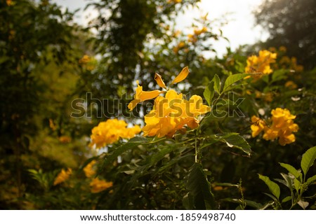 Yellow flowers on the green tree