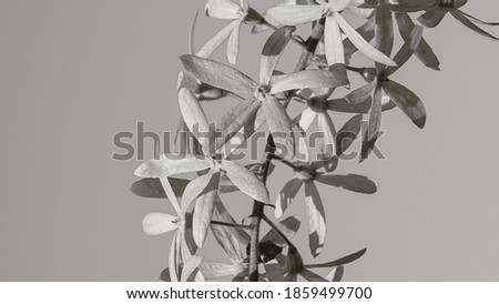 photo of artistic sandpaper vine flowers black and white