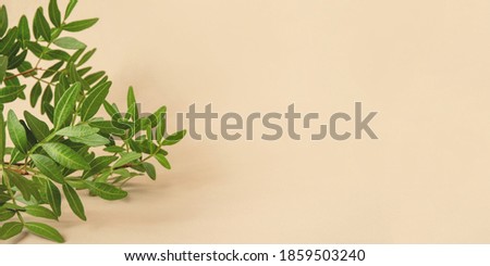 Natural beige background with a branch with green leaves. Front view, Copy space for text.